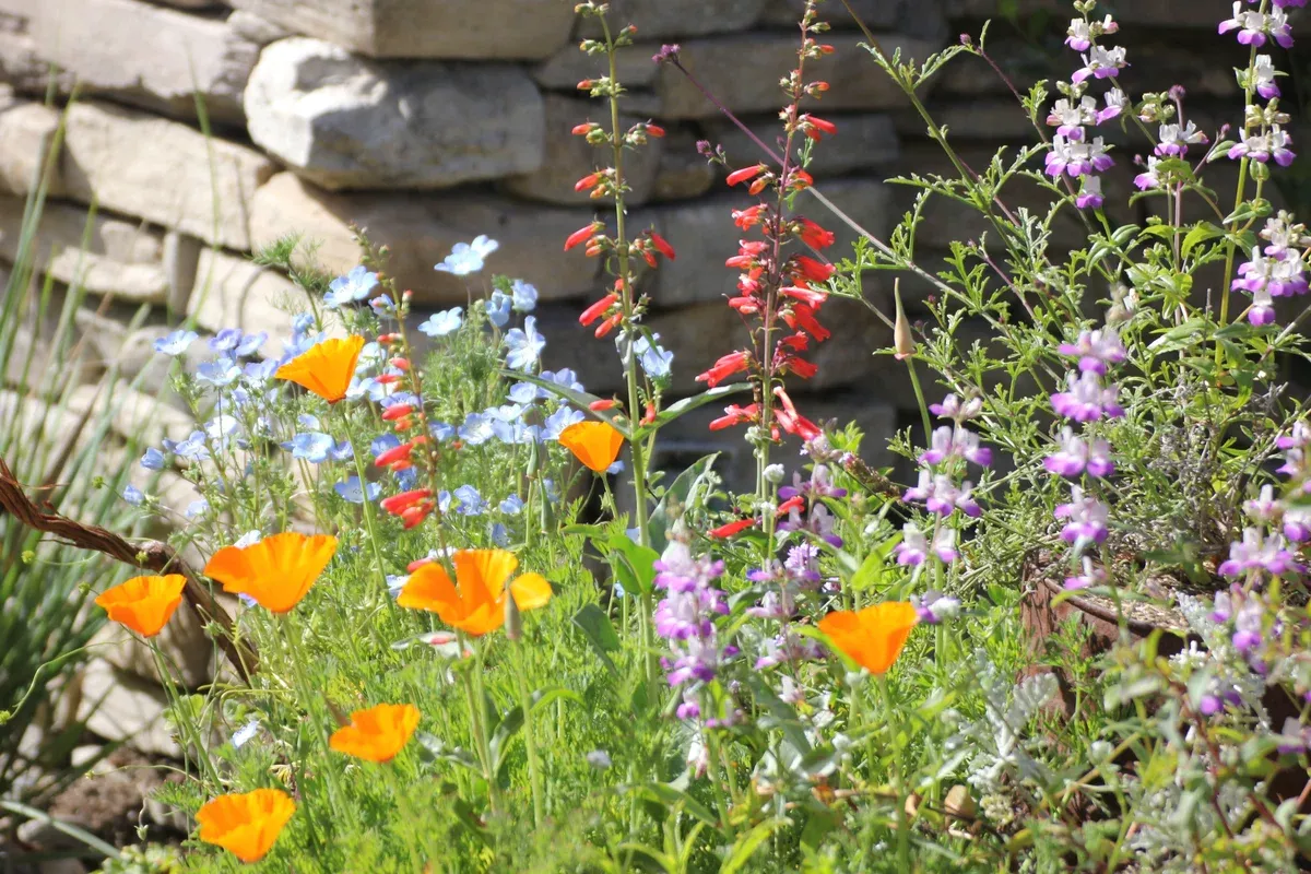 california-wildflower-mix-seed California Wildflower Mix - Seed