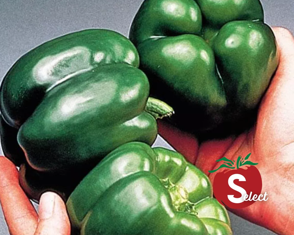 California Wonder Bell Pepper Seeds