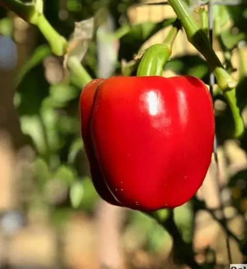 california-wonder-sweet-pepper California Wonder Sweet Pepper