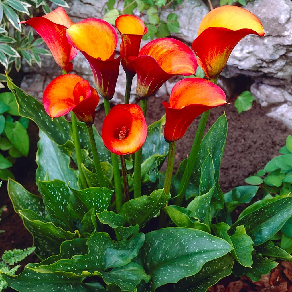 Calla Lily - Flame
