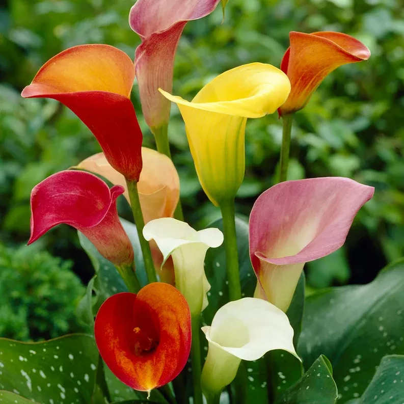 calla-lily-mixed-colors Calla Lily - Mixed Colors