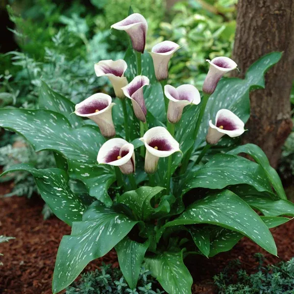 calla-lily-picasso Calla Lily - Picasso