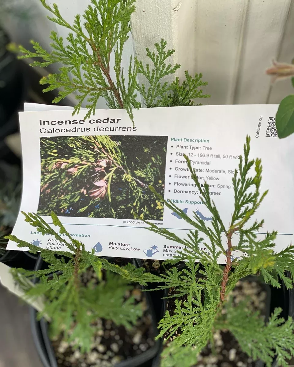 Calocedrus decurrens Incense Cedar