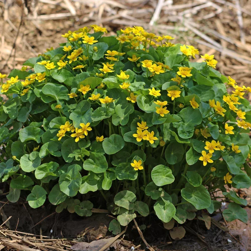 caltha-palustris-marsh-marigold Caltha palustris - Marsh Marigold