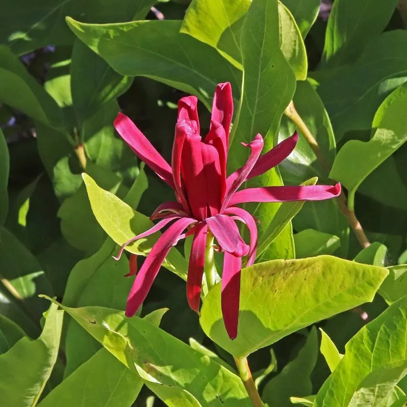 calycanthus-occidentalis Calycanthus occidentalis