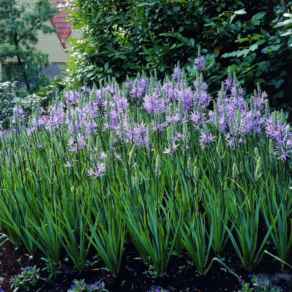 camassia-quamash Camassia - Quamash