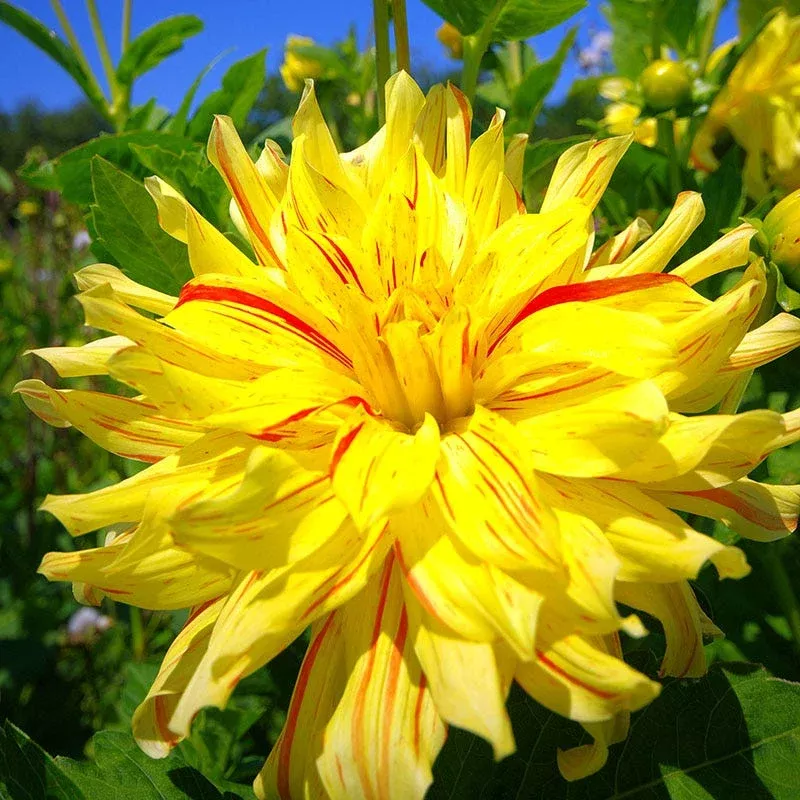 cambridge-dinnerplate-dahlia Cambridge Dinnerplate Dahlia