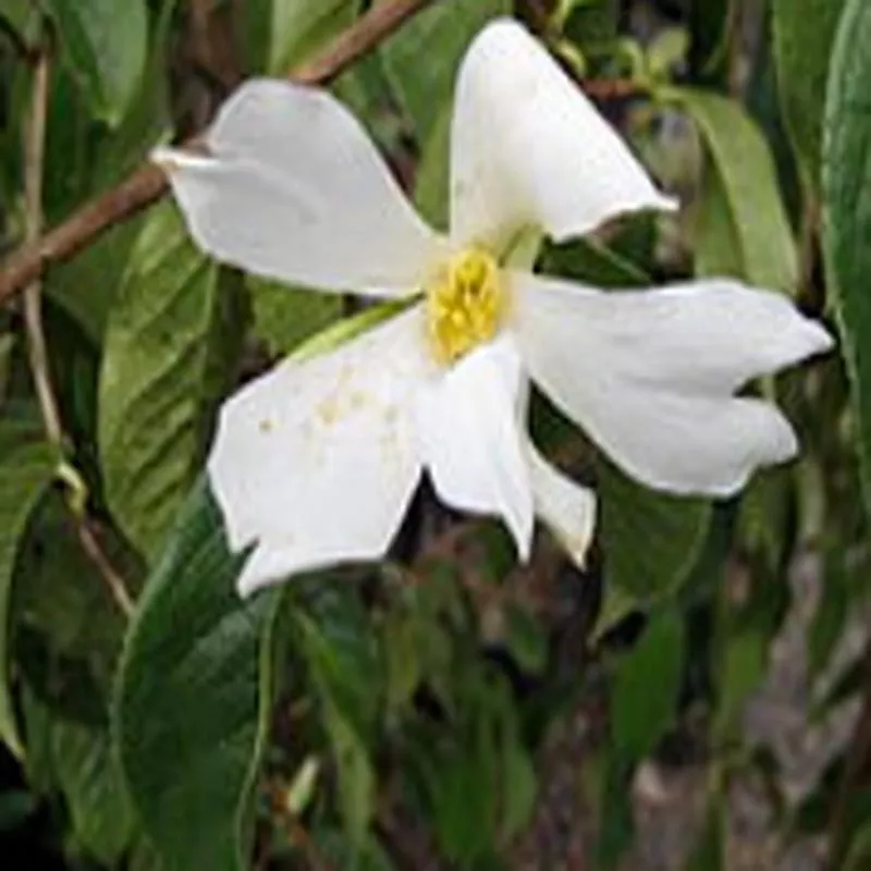 Camellia grijsii
