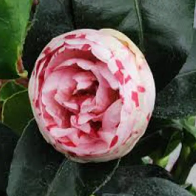 camellia-japonica-hanami-gasa Camellia japonica 'Hanami Gasa'