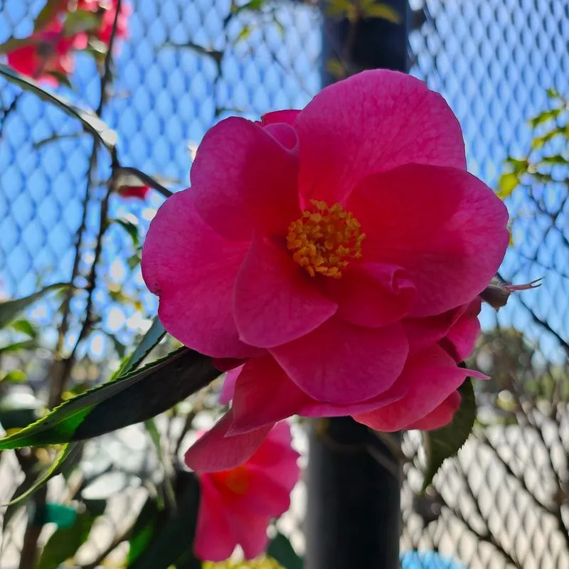 camellia-x-crimson-candles Camellia x 'Crimson Candles'