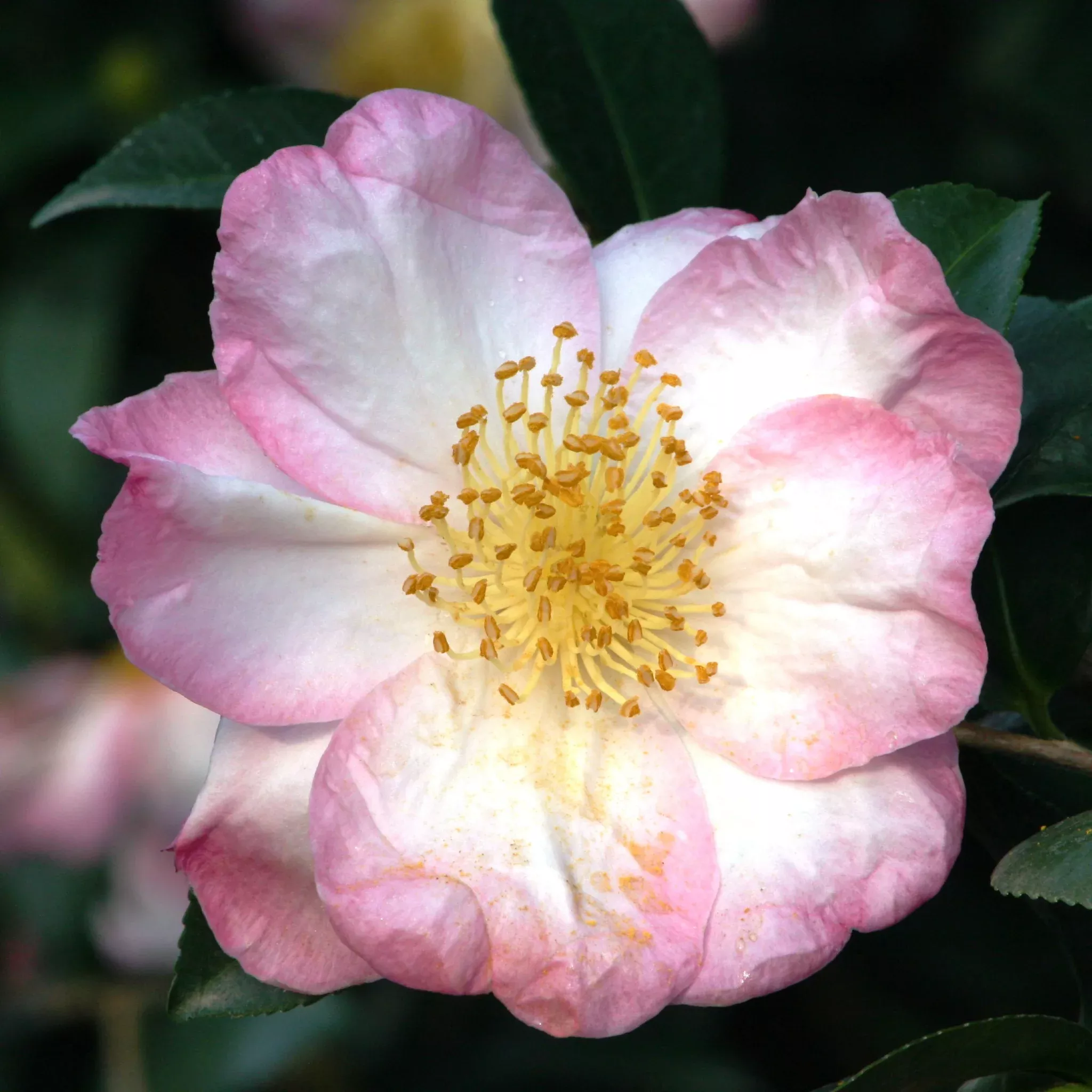 camellia Camellia