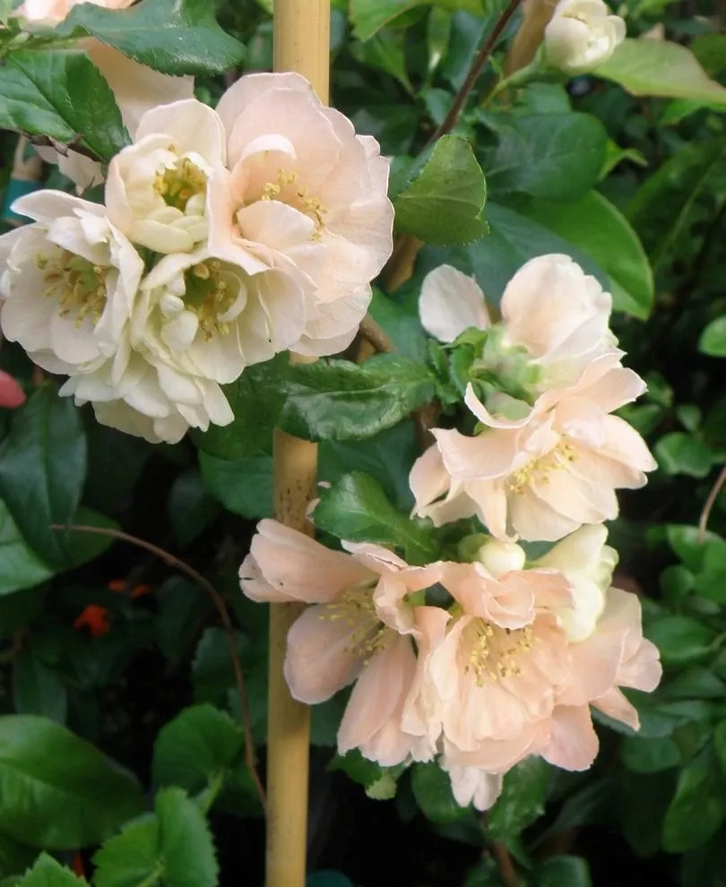Cameo Flowering Quince
