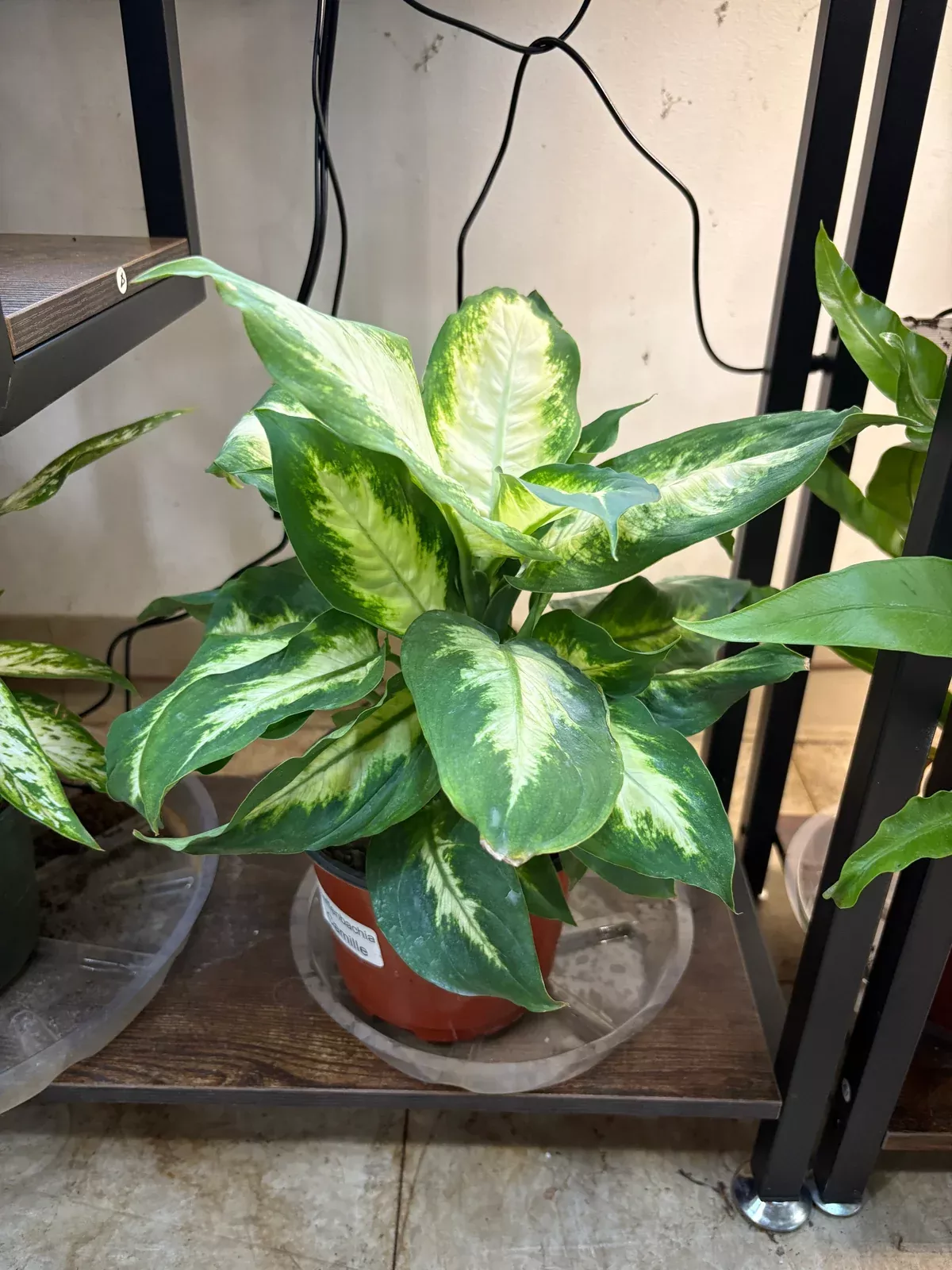 camille-dieffenbachia Camille Dieffenbachia