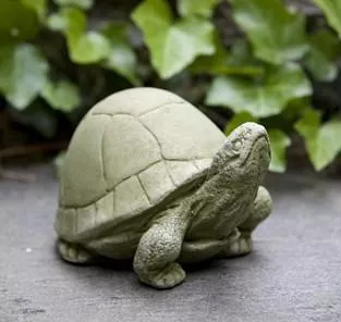 campania-box-turtle Campania Box Turtle