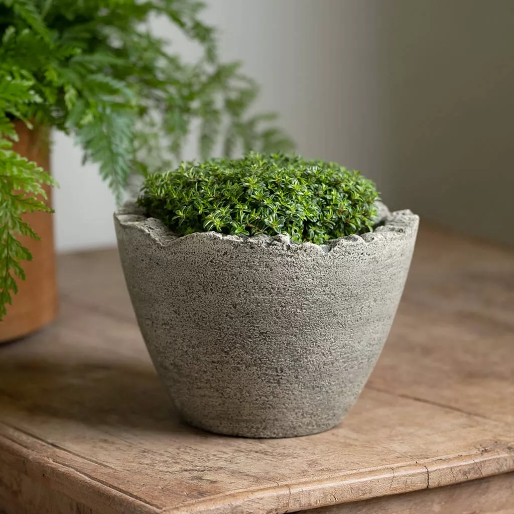 campania-broken-egg-planter-mini Campania Broken Egg Planter Mini
