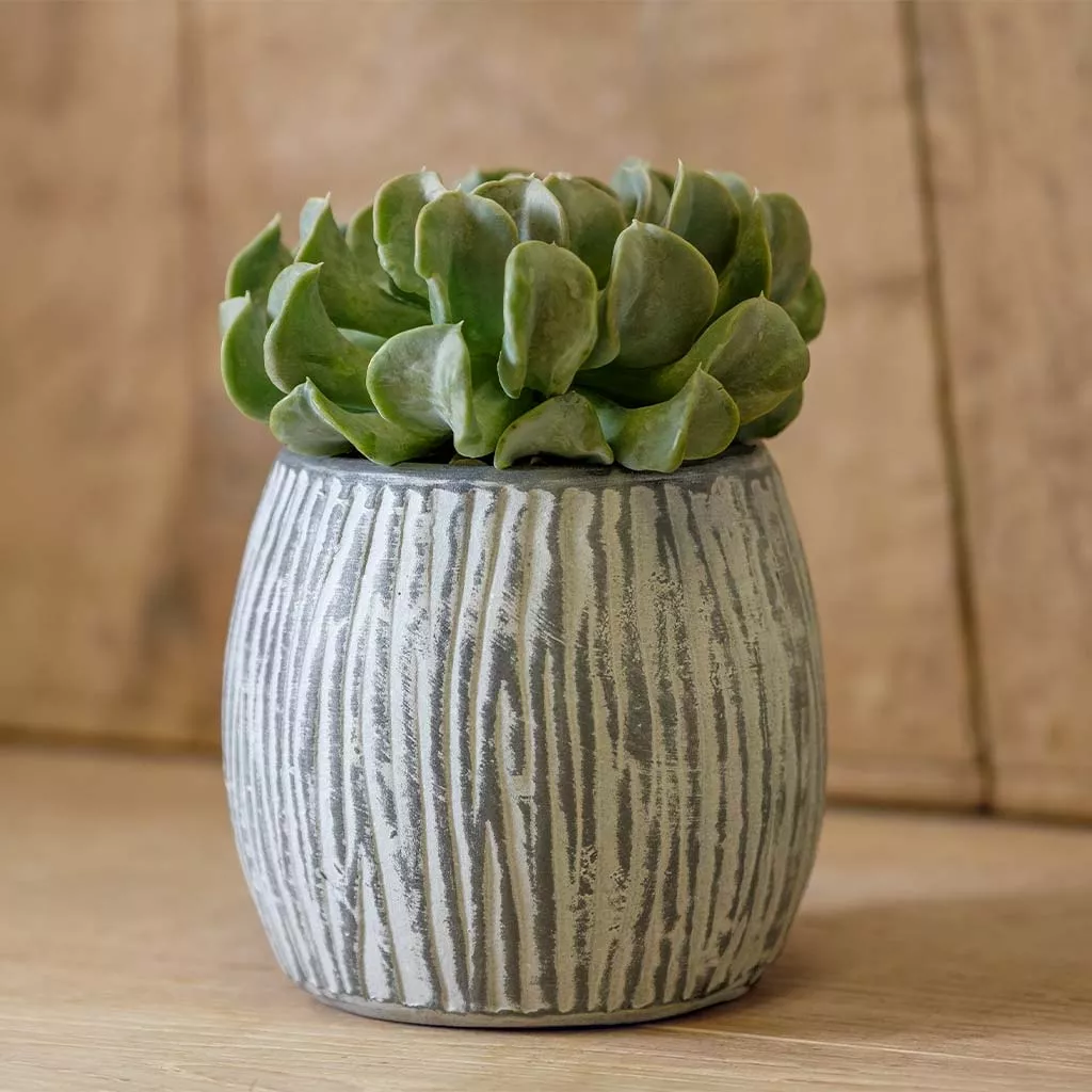 campania-coconut-planter-grey-whitewash-set-6 Campania Coconut Planter - Grey and Whitewash - Set of 6