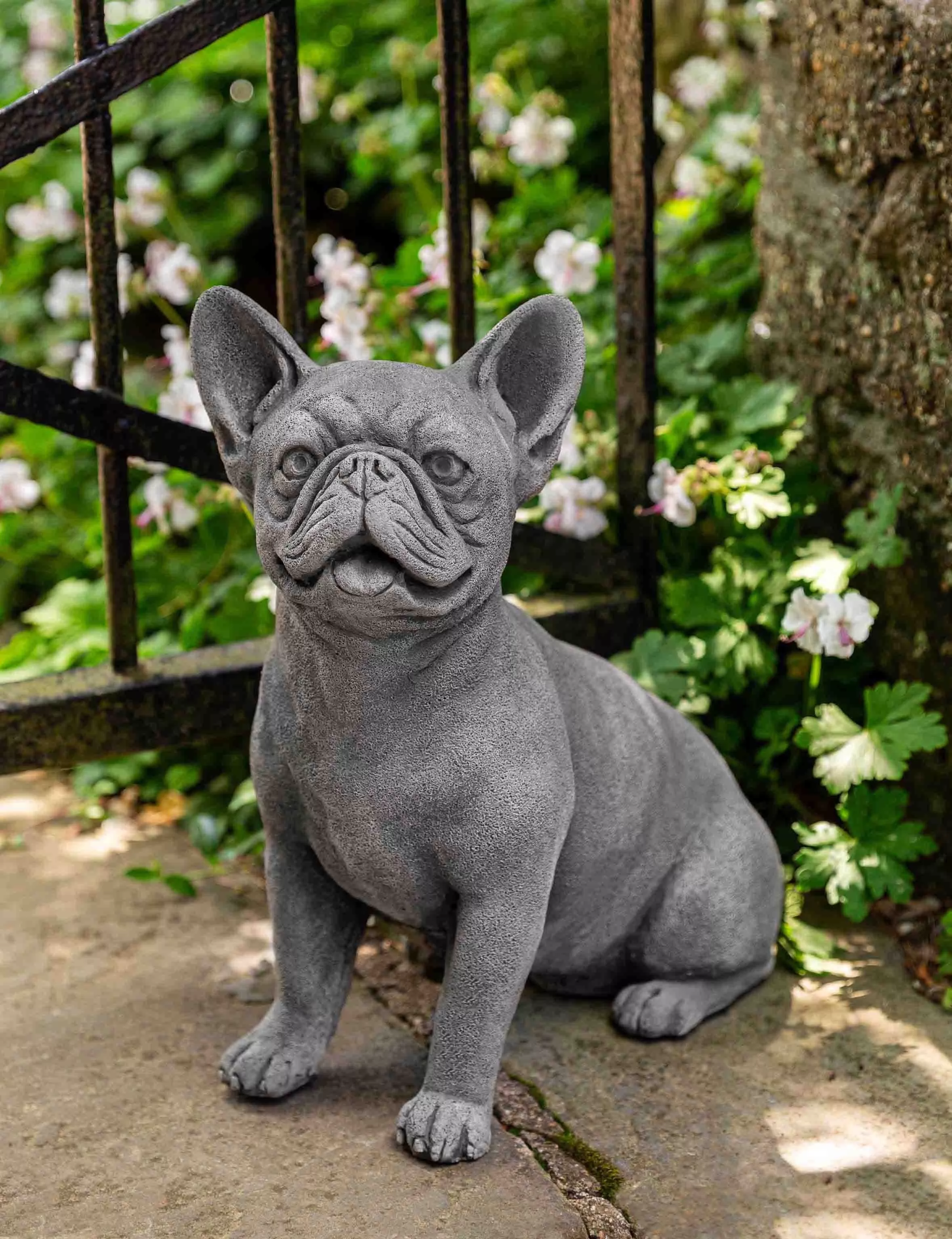 campania-frenchie Campania Frenchie