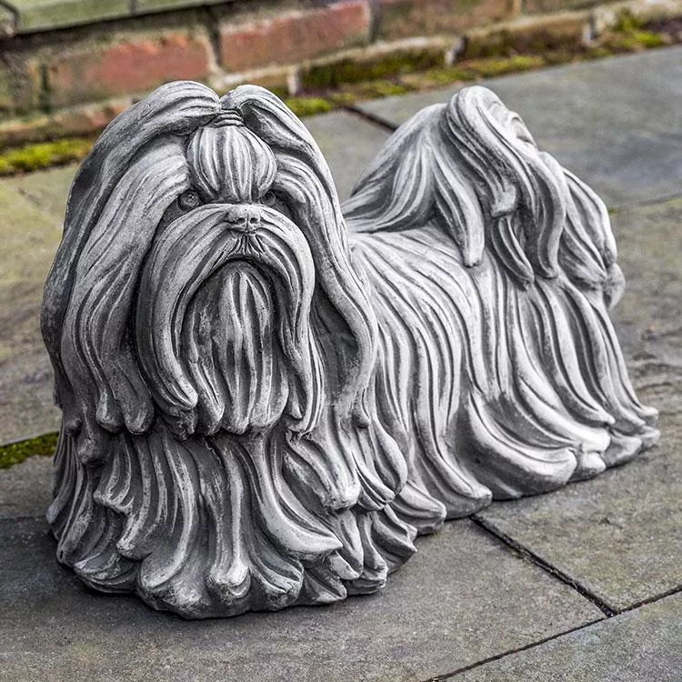 Campania Shih Tzu