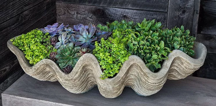 Campania South Seas Shell Planter - Large