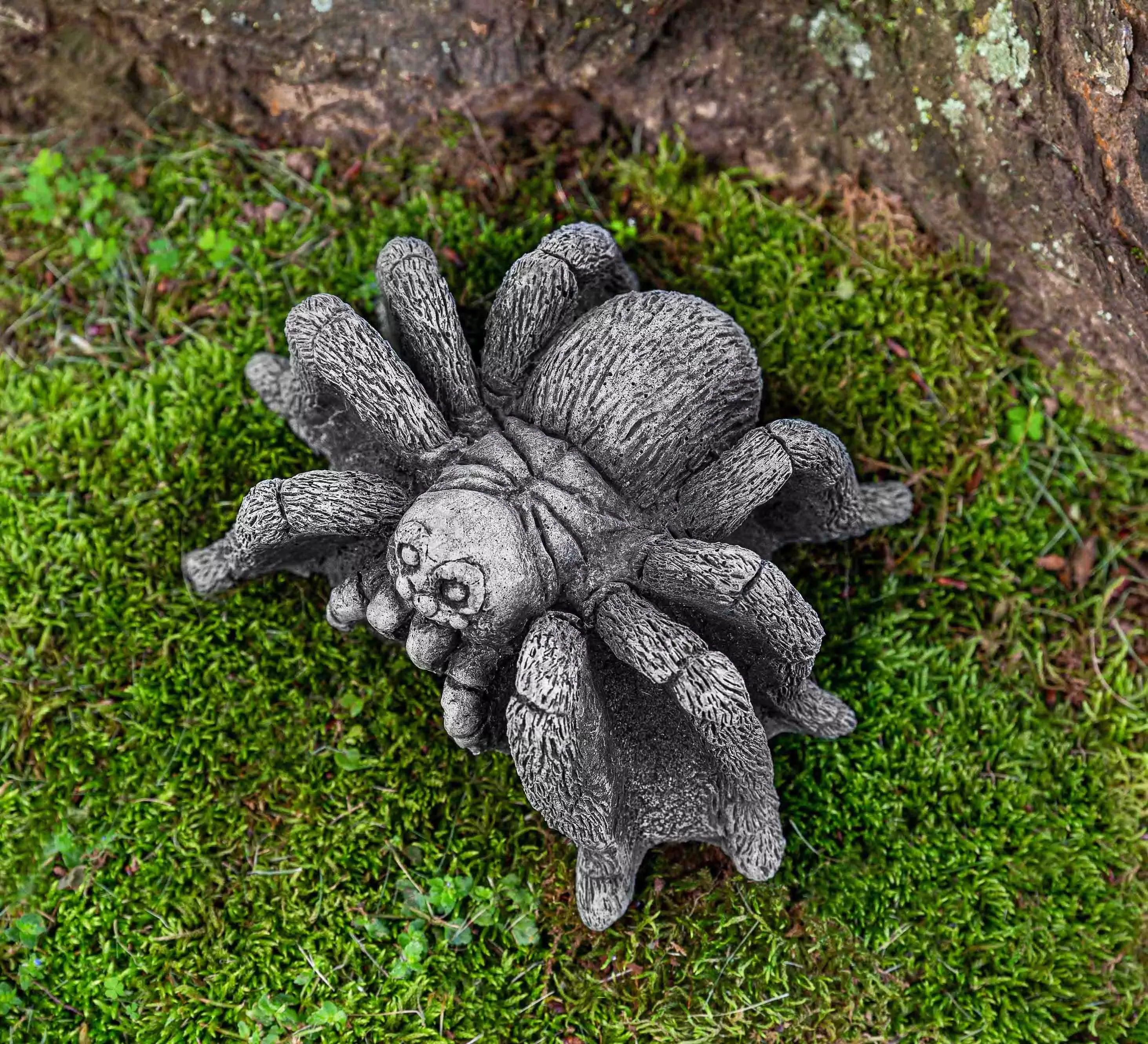 campania-tarantula Campania Tarantula