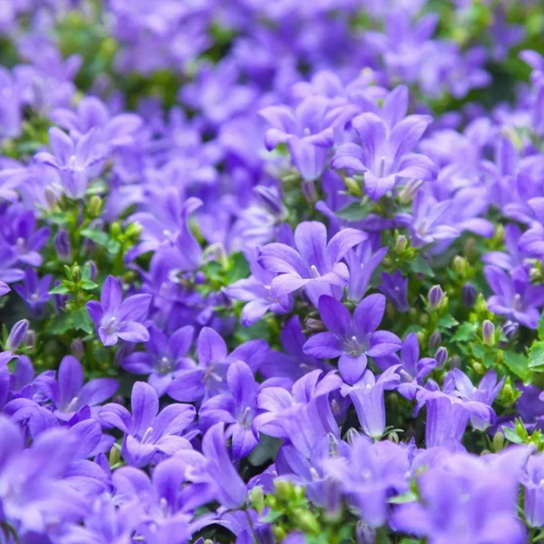 Campanula 'Blue Magic'