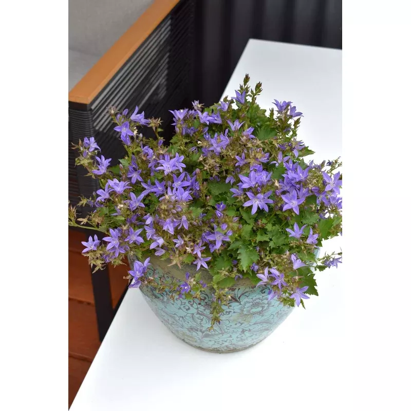 Campanula 'Blue Waterfall'