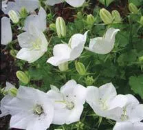 Campanula c. 'White Uniform' (10)ct Quarts