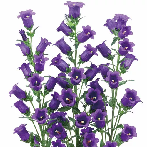 campanula-champion-ii-deep-blue Campanula (Champion II Deep Blue)