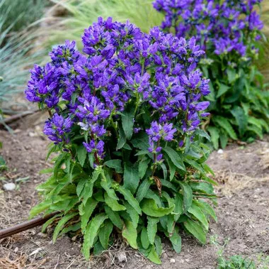 campanula-g-bells-whistles-30-ct-flat Campanula g. 'Bells and Whistles' (30)ct Flat