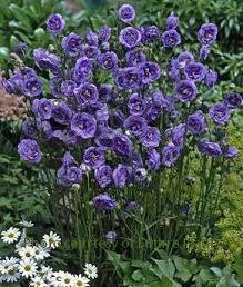 campanula-p-la-belle-30-ct-flat Campanula p. 'La Belle' (30)ct Flat