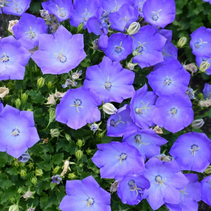 Campanula 'Rapido Blue'