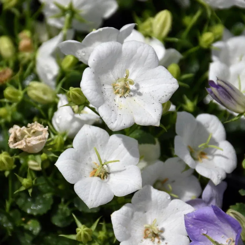 Campanula 'Rapido White'