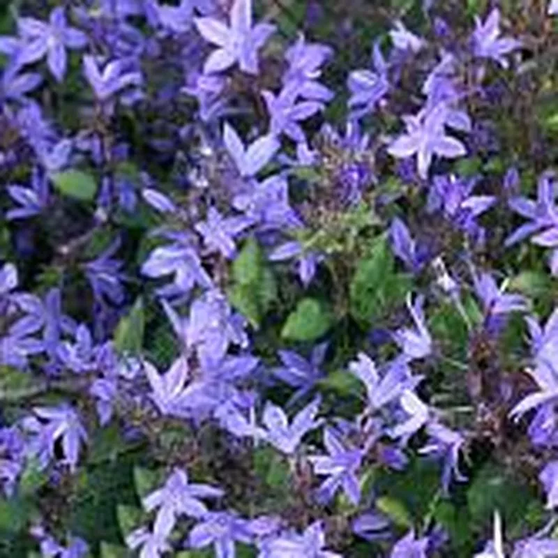 campanula-rotundifolia-blue-gown Campanula rotundifolia Blue Gown