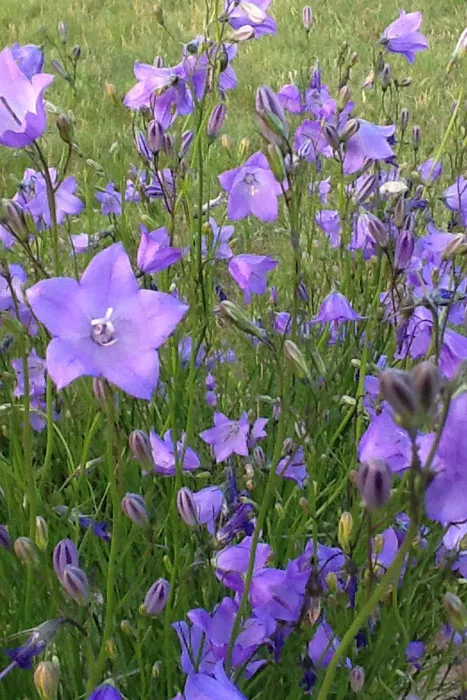 Campanula rotundifolia - Harebell