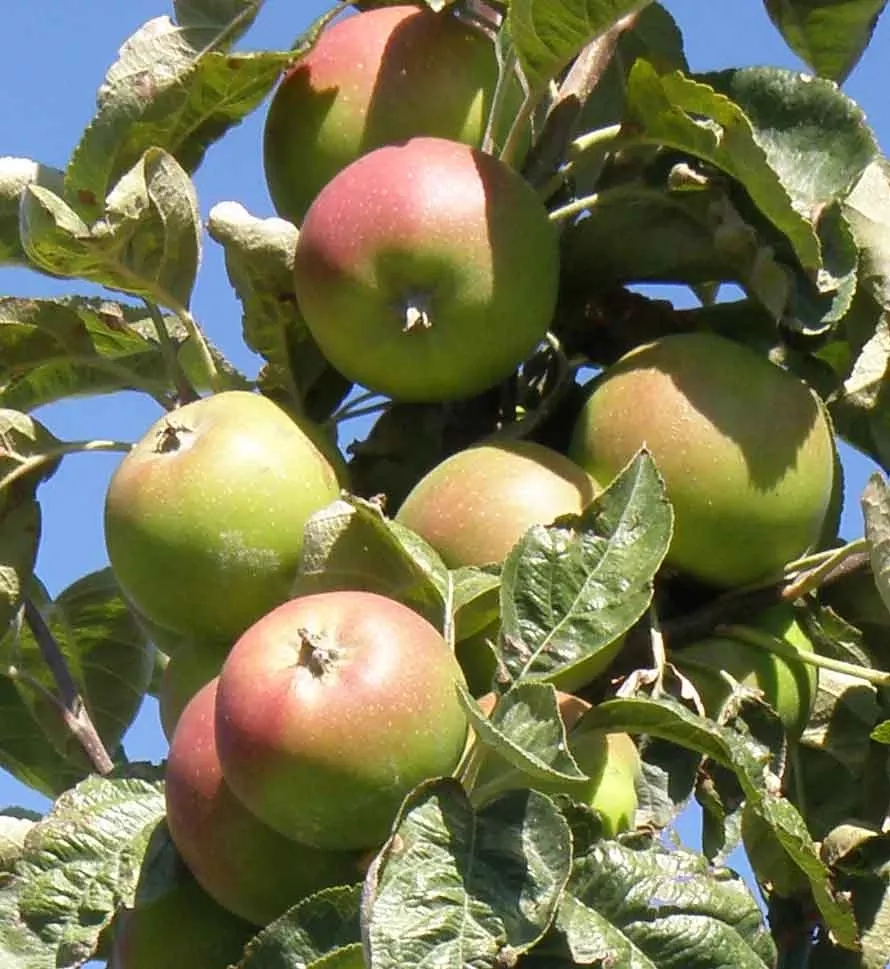 campfield-cider-apple Campfield Cider Apple