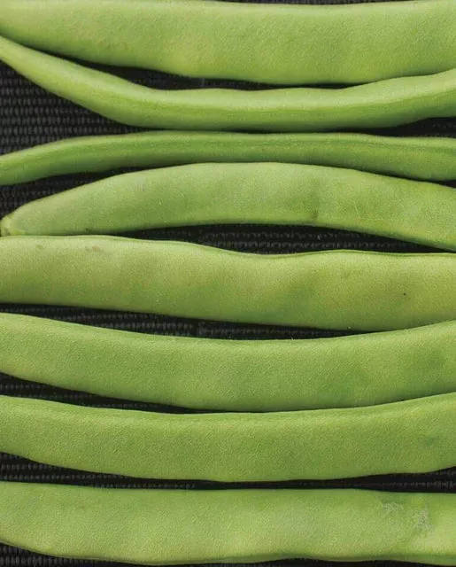 campo-de-fiori-beans Campo de' Fiori Beans