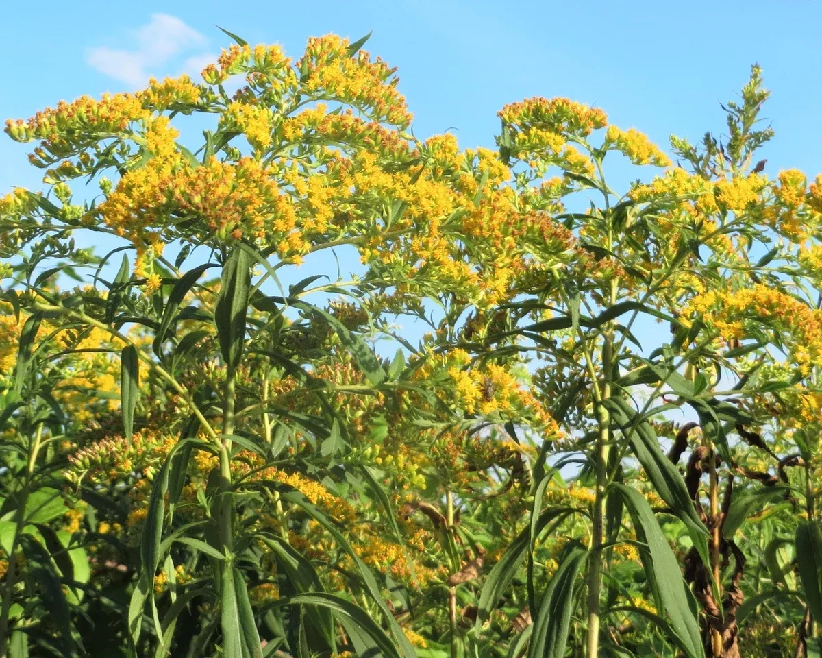 Canada Goldenrod Seeds (Solidago canadensis)