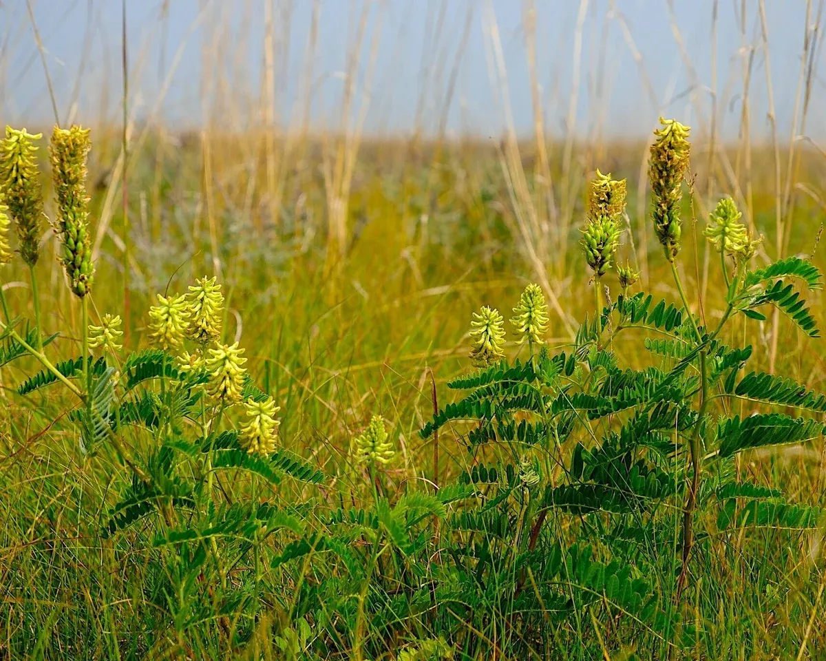 Canada Milkvetch Seeds (Astragalus canadensis)