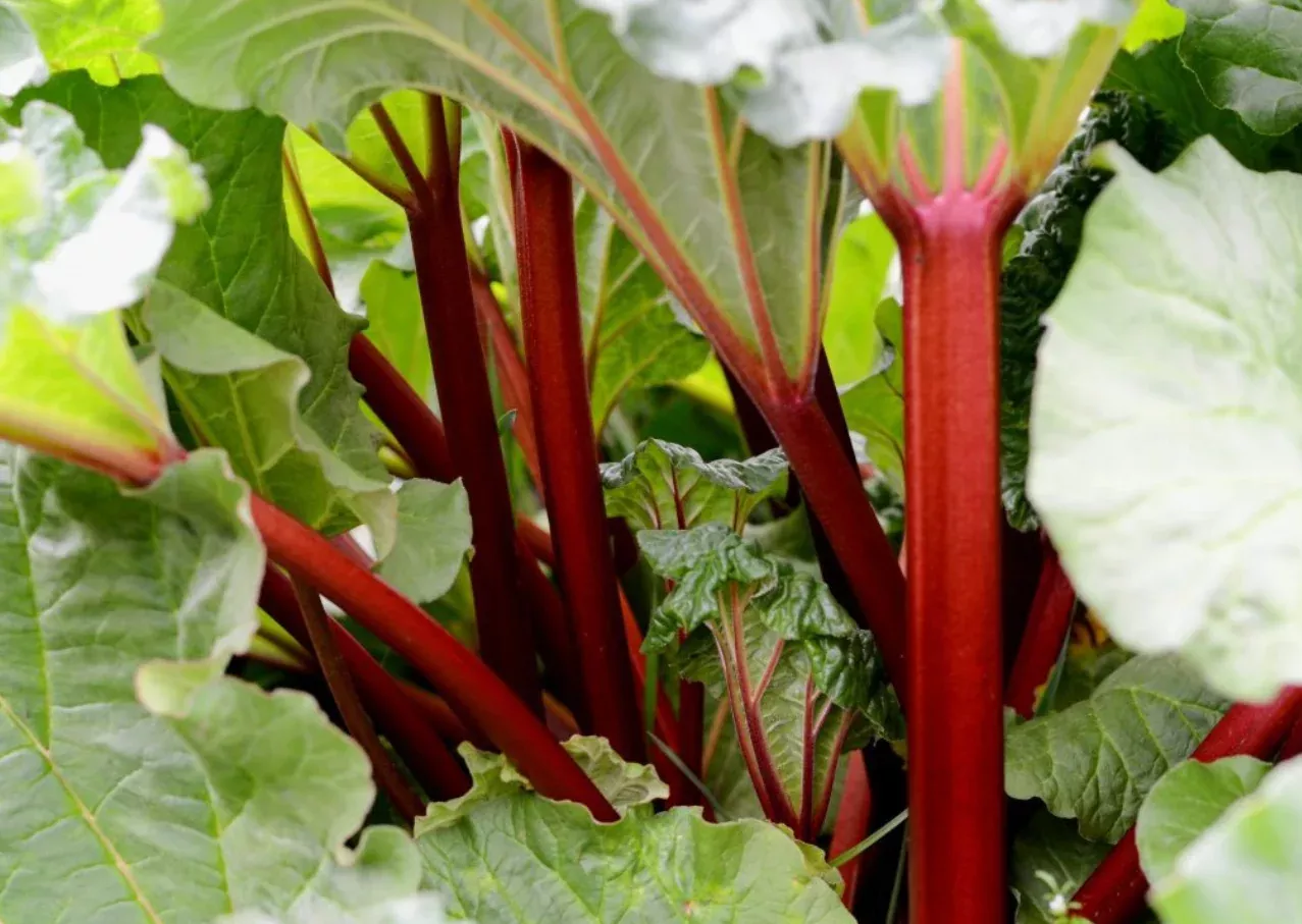 canada-red-rhubarb Canada Red Rhubarb