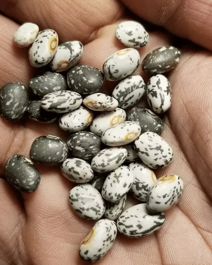canada-wild-goose-bean Canada Wild Goose Bean