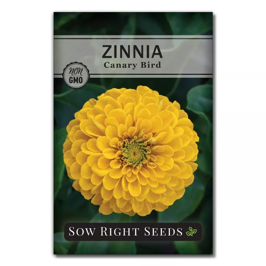 canary-bird-zinnia Canary Bird Zinnia
