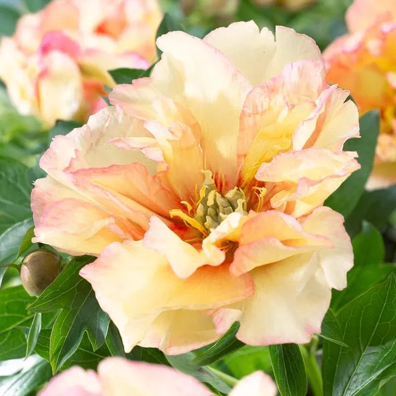 canary-brilliants-itoh-peony Canary Brilliants Itoh Peony