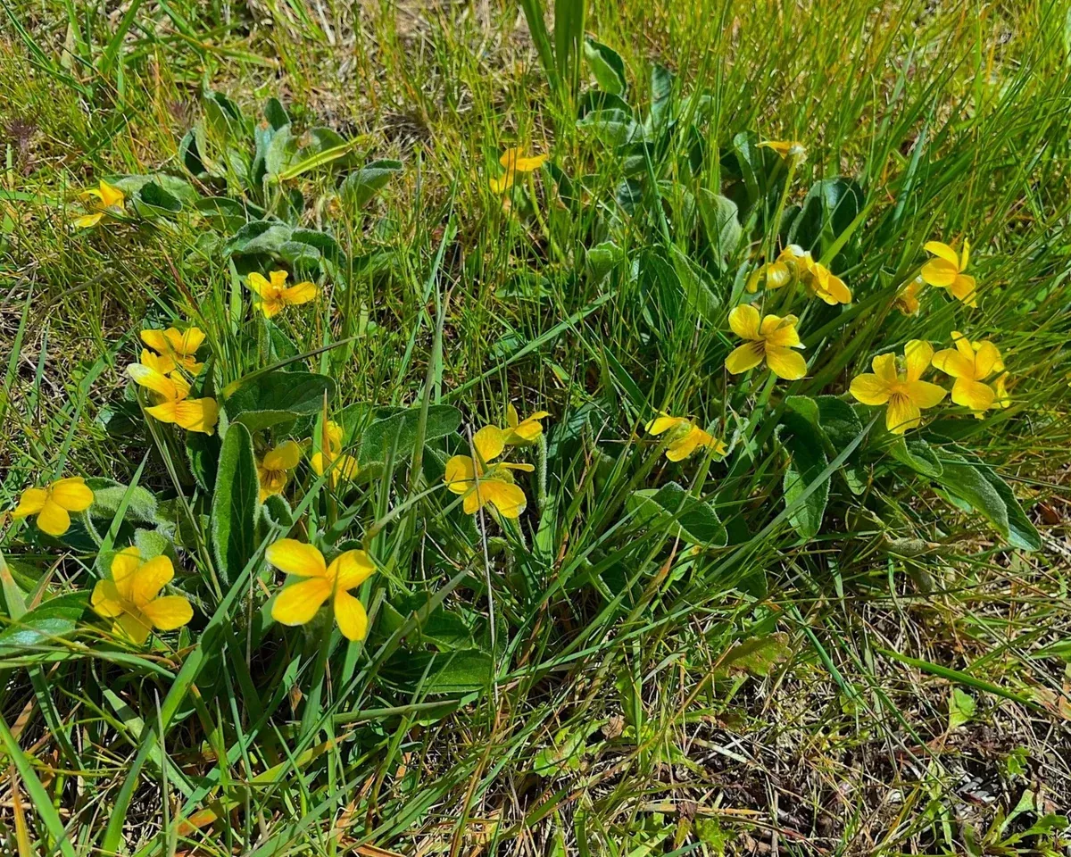 canary-violet-seeds-viola-praemorsa Canary Violet Seeds (Viola praemorsa)