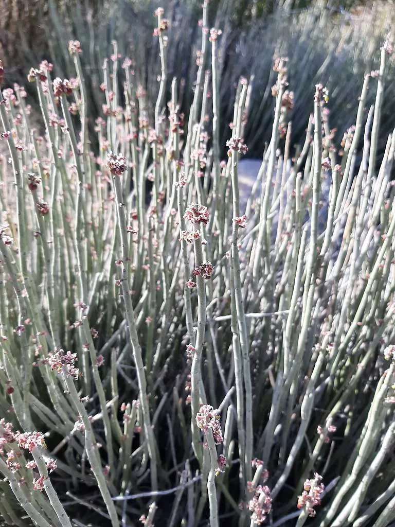 Candelilla