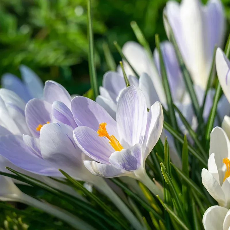 Candlelight Dutch Crocus