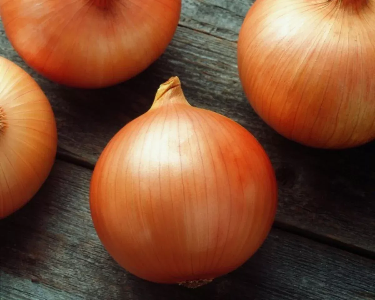 candy-hybrid-onion-plants Candy Hybrid Onion Plants