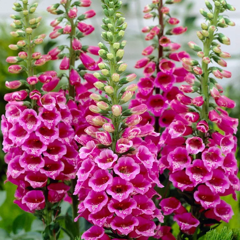 candy-mountain-foxglove Candy Mountain Foxglove