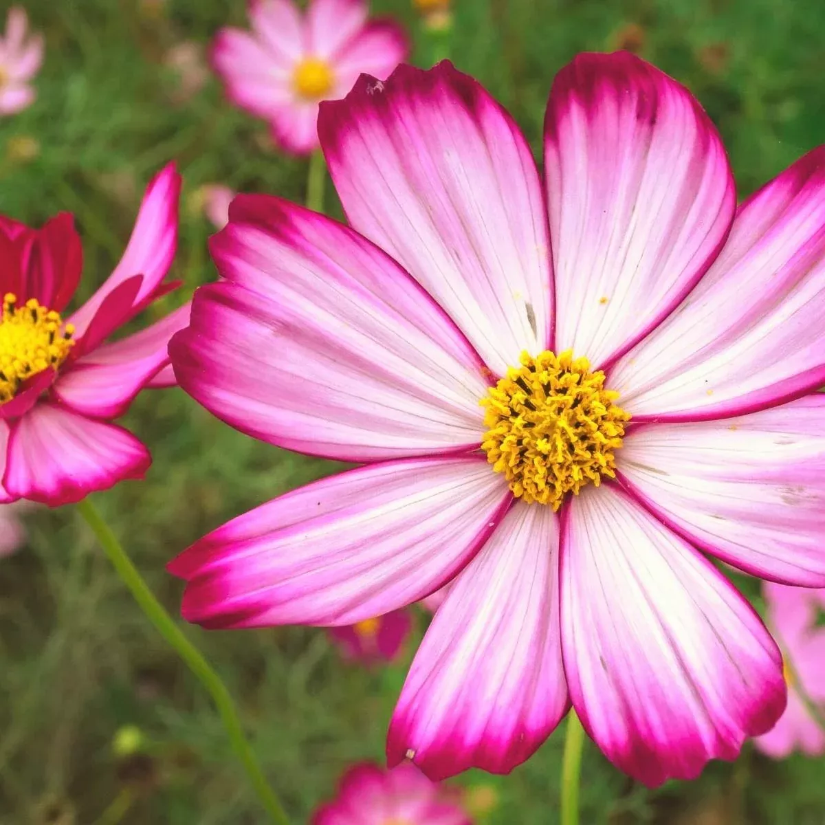 candy-stripe-cosmos Candy Stripe Cosmos