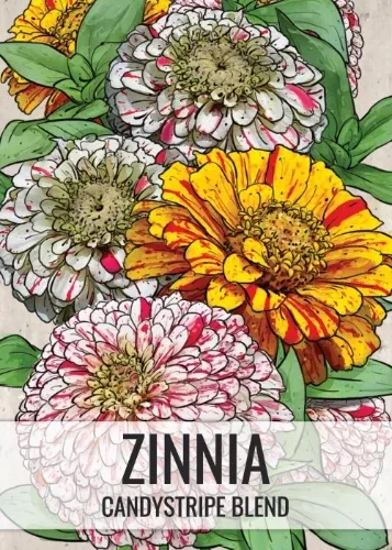 candystripe-zinnia-mixture-zinnia-elegans Candystripe Zinnia Mixture (Zinnia elegans)