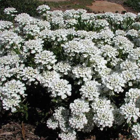candytuft-iberis-3-5-inch-pots-minimum-quantity-25-plants Candytuft - Iberis - 3.5 inch Pots (Minimum Quantity: 25 Plants)